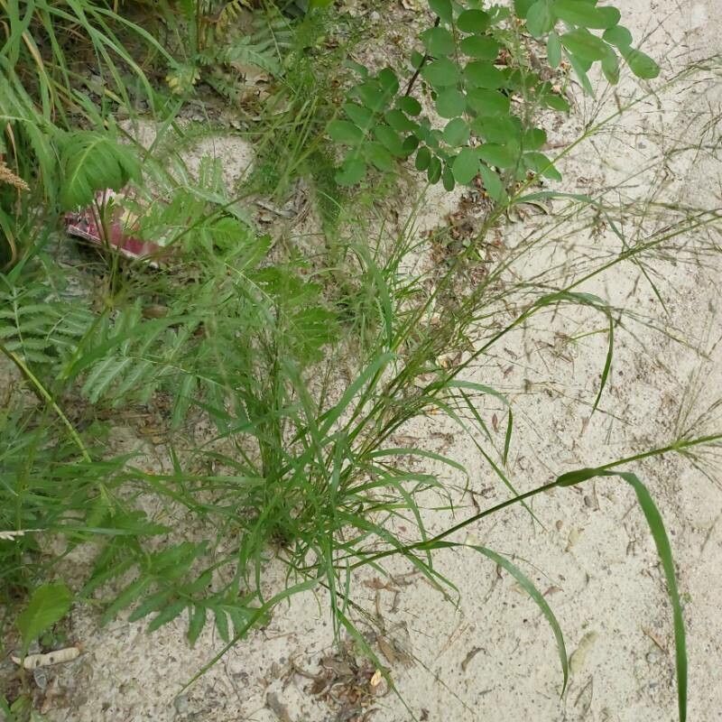 Eragrostis pilosa — search result for 'Eragrostis'