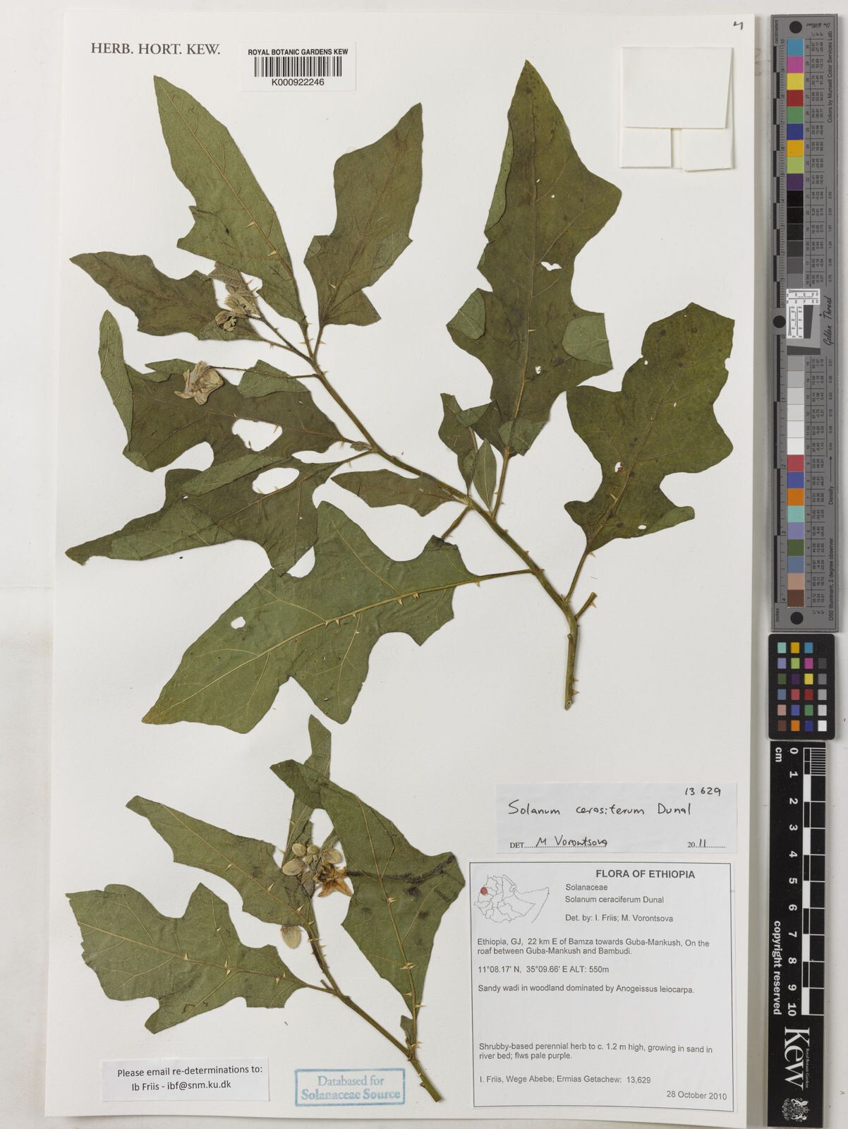 Solanum cerasiferum — houseplant care guide