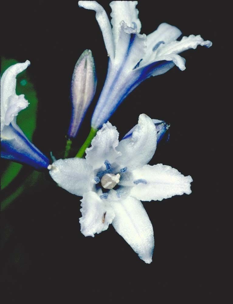 Triteleia crocea — related species from the same genus