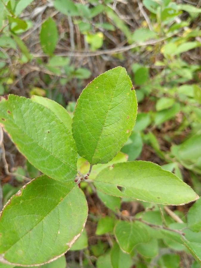 Prunus maritima leaf