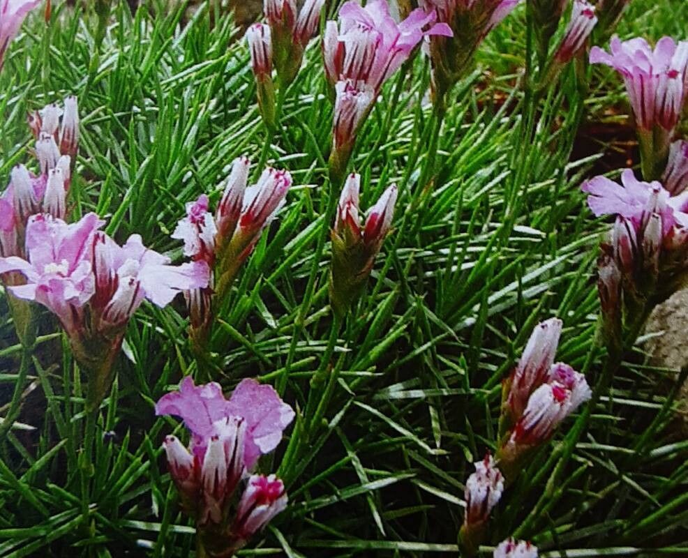 Acantholimon calvertii — related species from the same genus