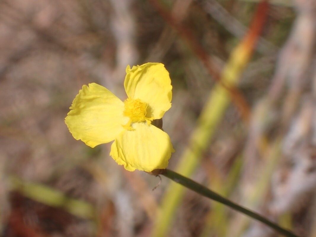 Xyris complanata — search result for 'Xyris'