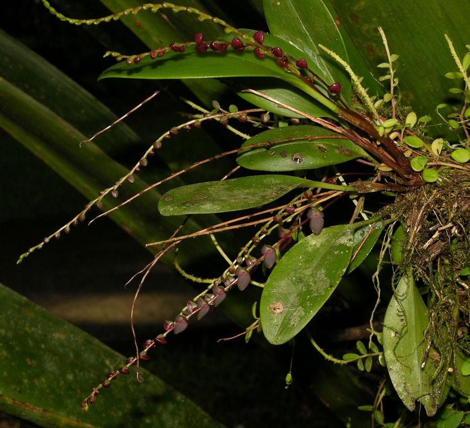 Stelis lankesteri other