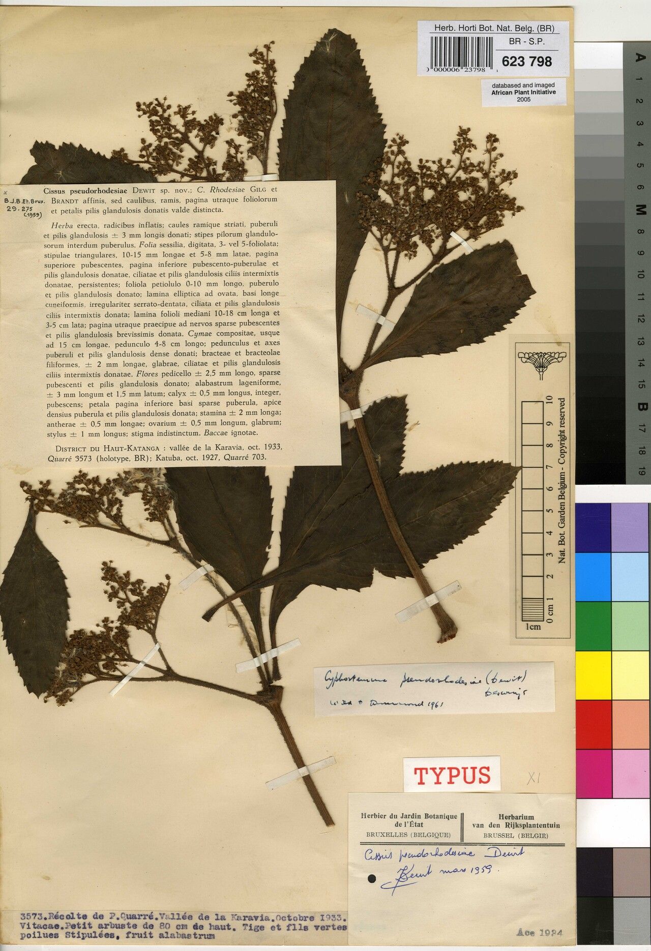 Cyphostemma pseudorhodesiae — houseplant care guide