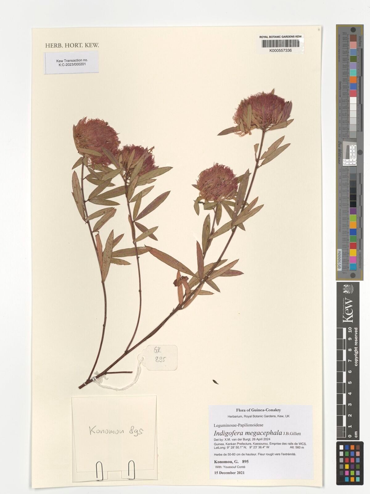 Indigofera megacephala — houseplant care guide