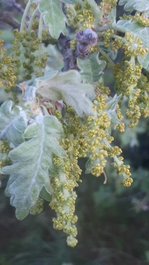 Quercus pubescens flower