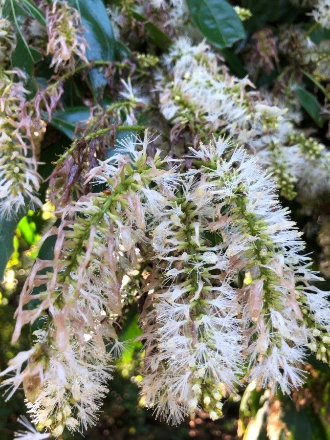 Inga marginata flower