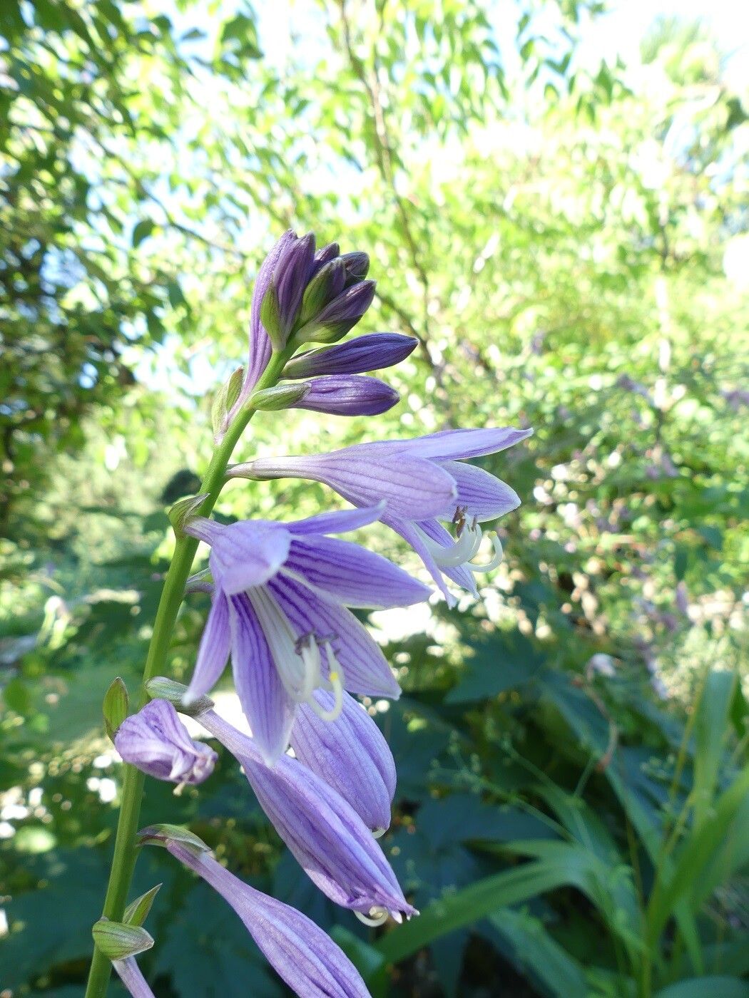 Hosta rectifolia flower