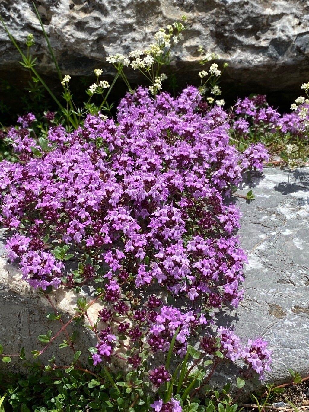 Thymus praecox flower