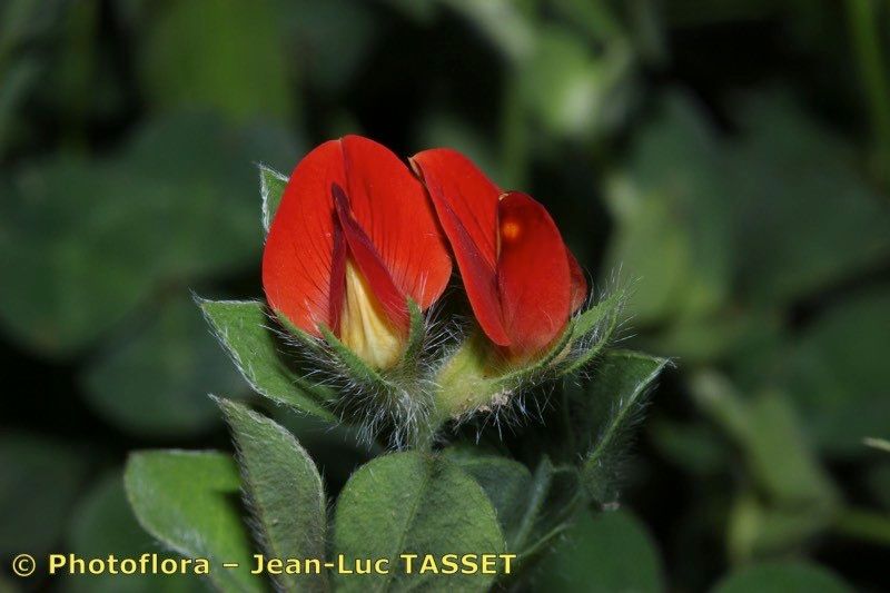 Lotus conjugatus flower