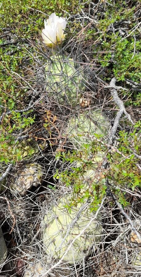 Tephrocactus aoracanthus habit
