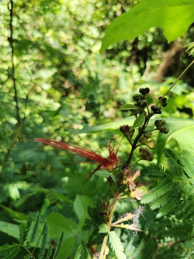 Calliandra grandifolia flower