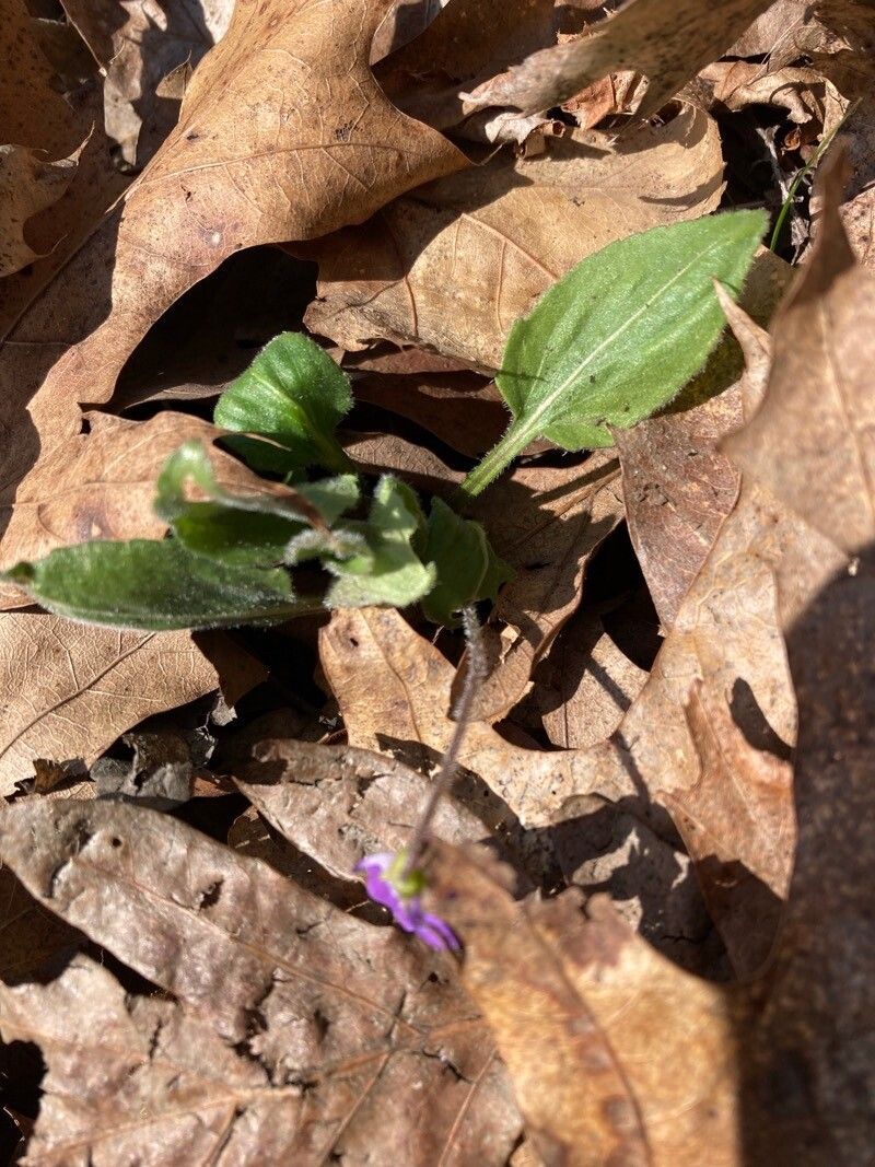 Viola sagittata — search result for 'Violaceae'