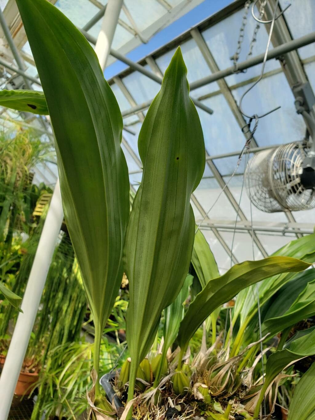 Stanhopea saccata — search result for 'Stanhopea'