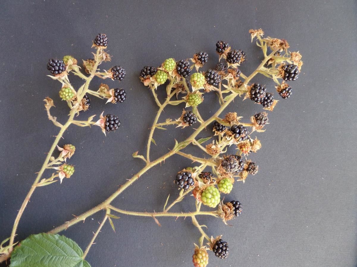 Rubus koehleri fruit