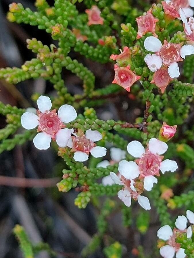 Baeckea brevifolia flower
