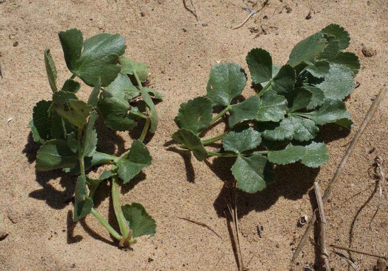 Pimpinella villosa habit
