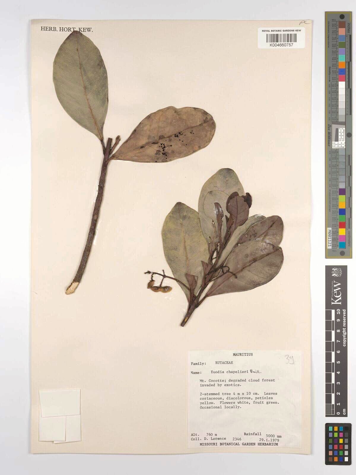 Melicope chapelieri — related species from the same genus