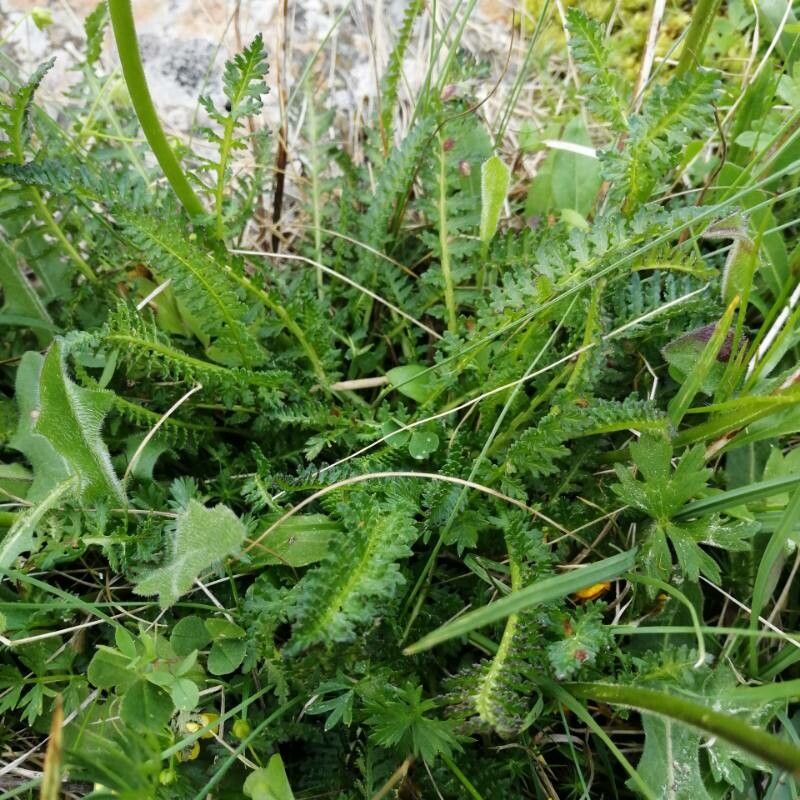 Pedicularis mixta — search result for 'Pedicularis'