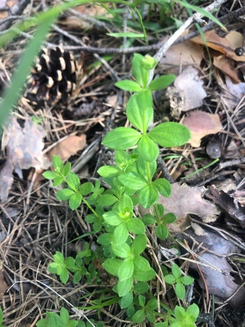 Cruciata glabra leaf