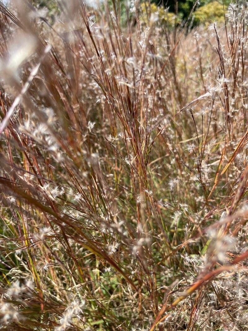 Andropogon ternarius bark
