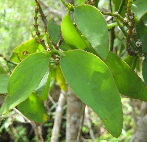 Phoradendron piperoides — search result for 'Piper'