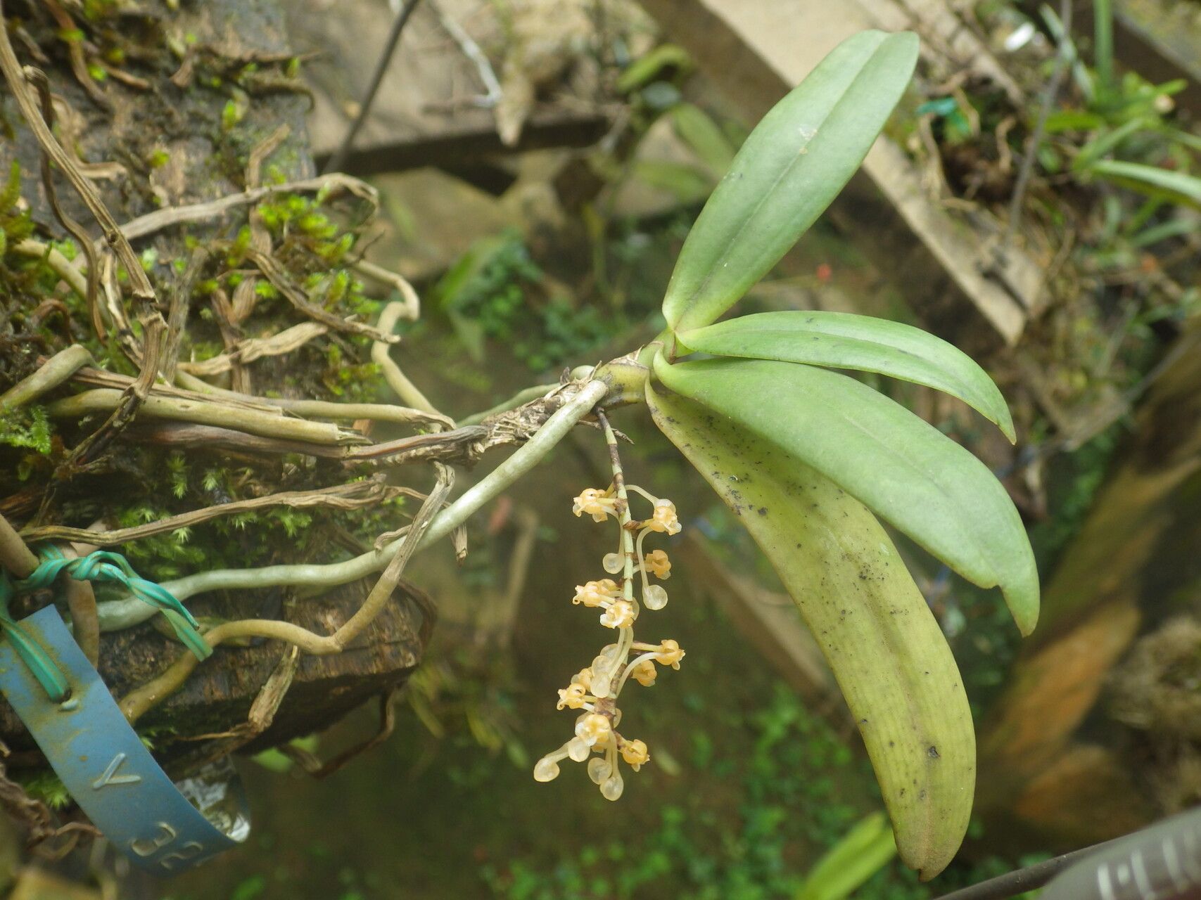 Diaphananthe lecomtei habit