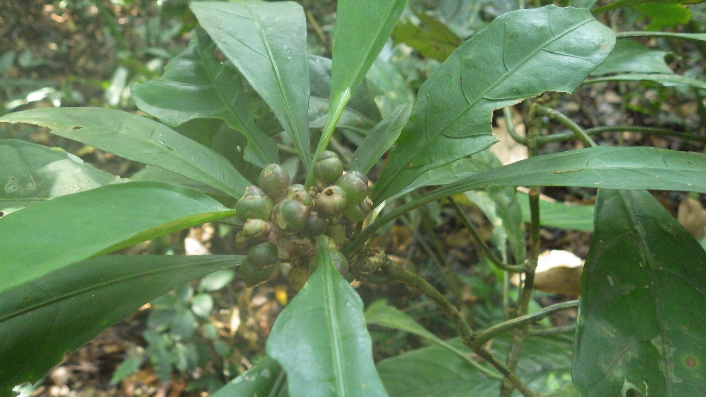 Chassalia vanderystii fruit