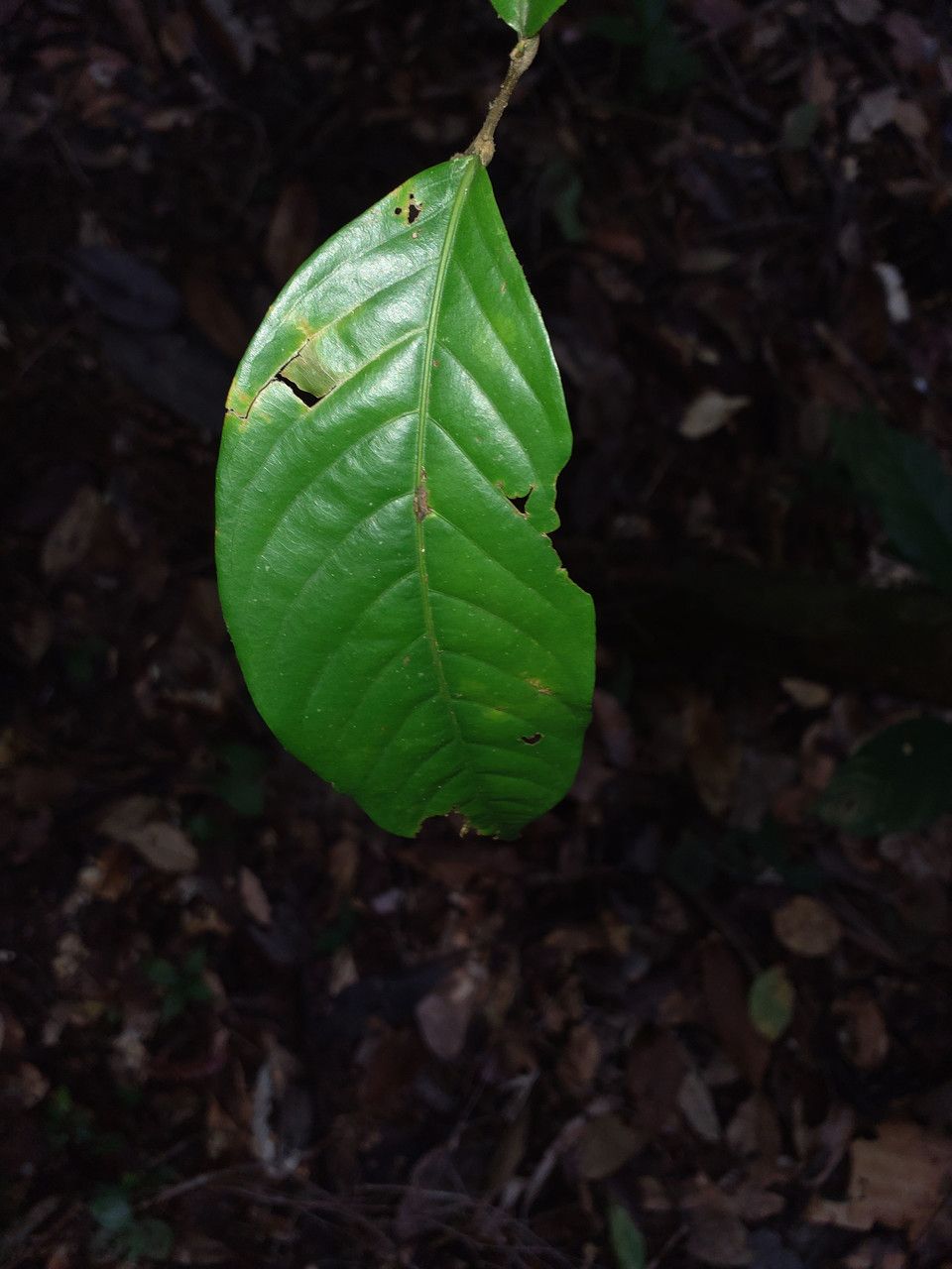 Couepia guianensis leaf