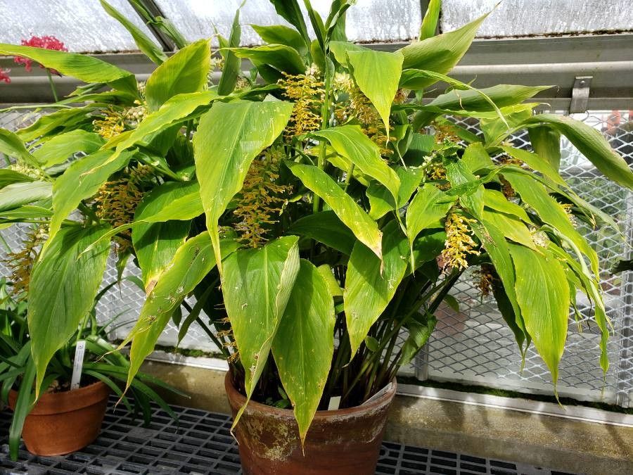 Globba marantina habit