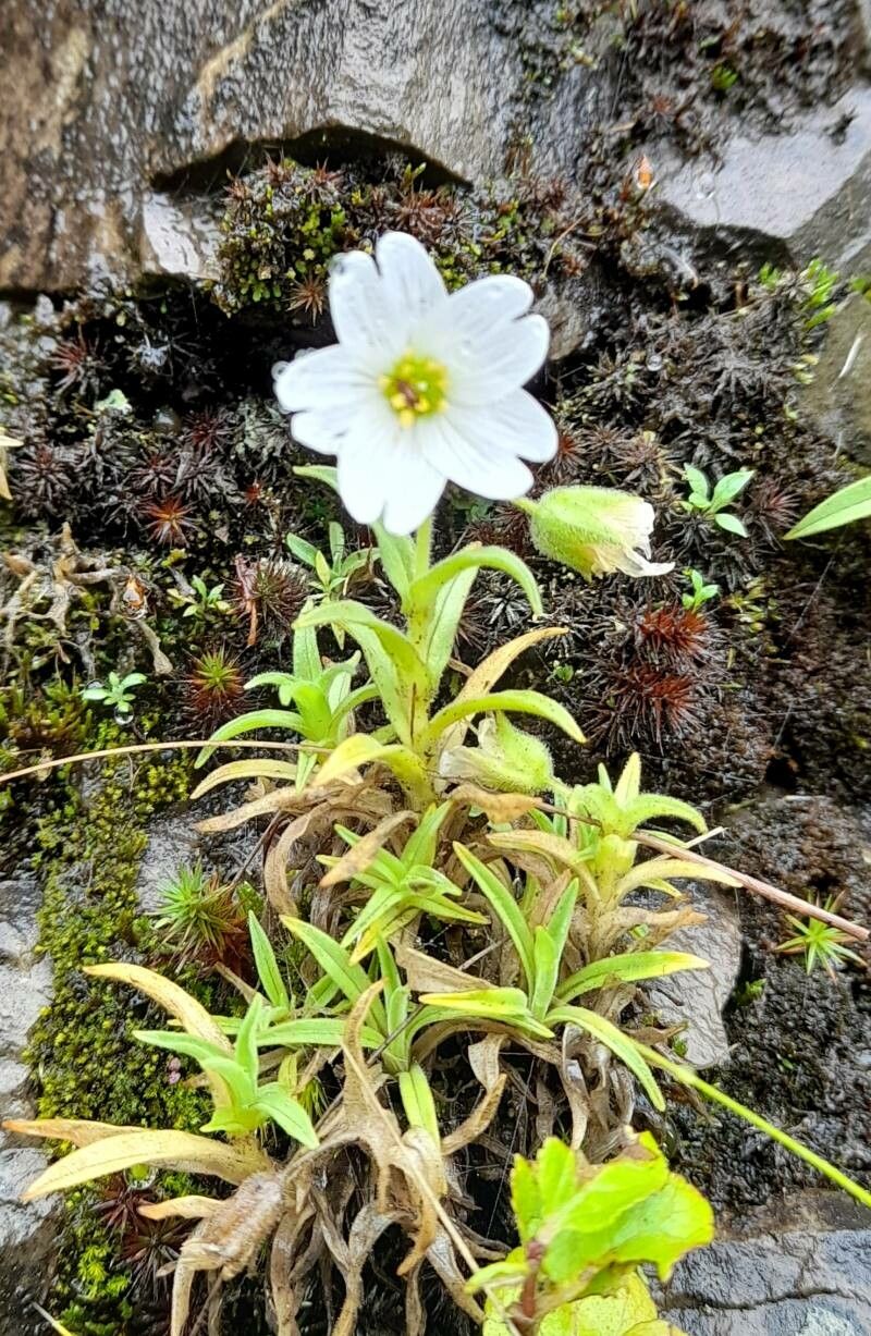 Cerastium tucumanense habit