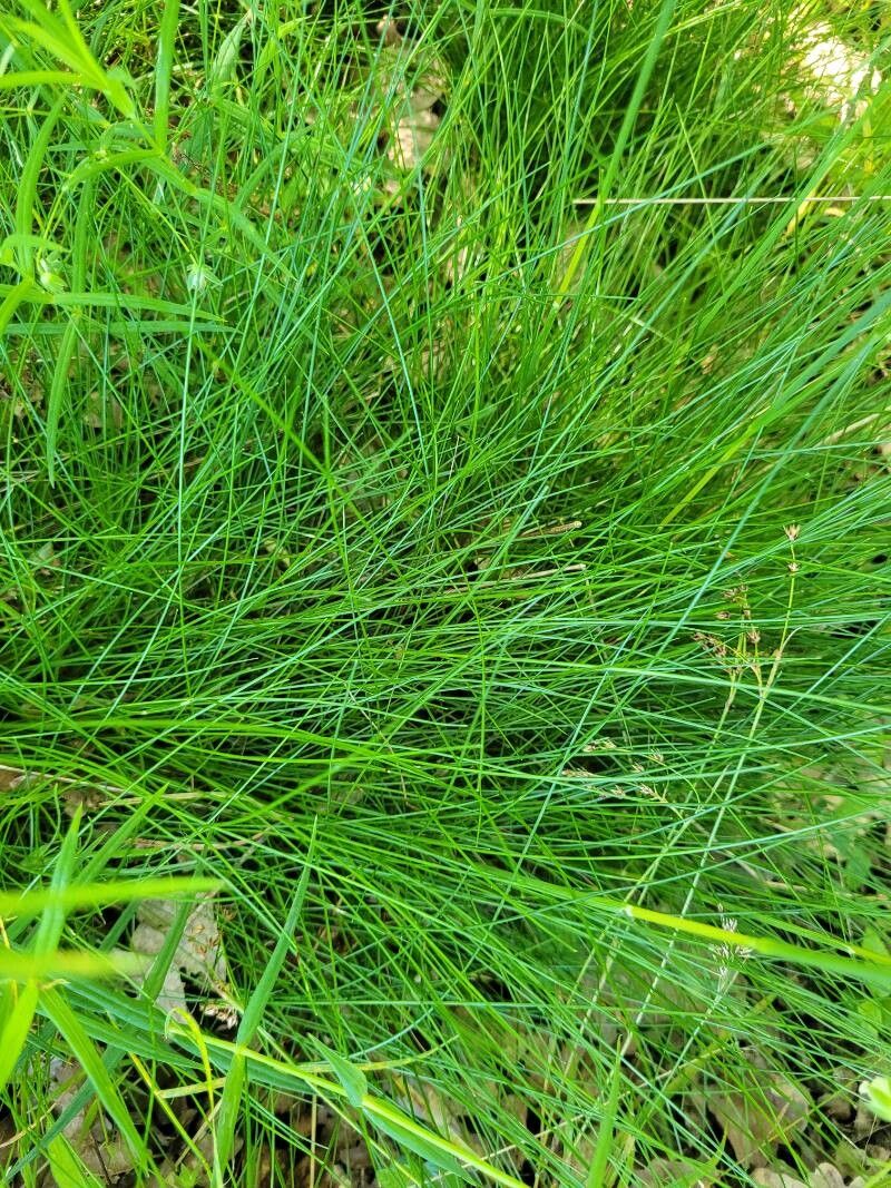 Festuca scabriculmis — houseplant care guide