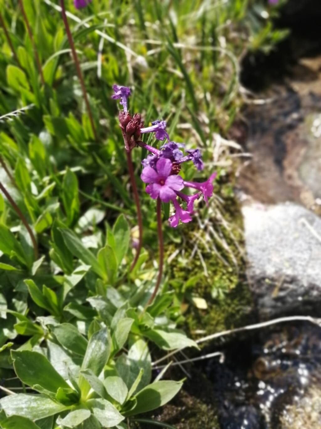 Primula deorum — houseplant care guide