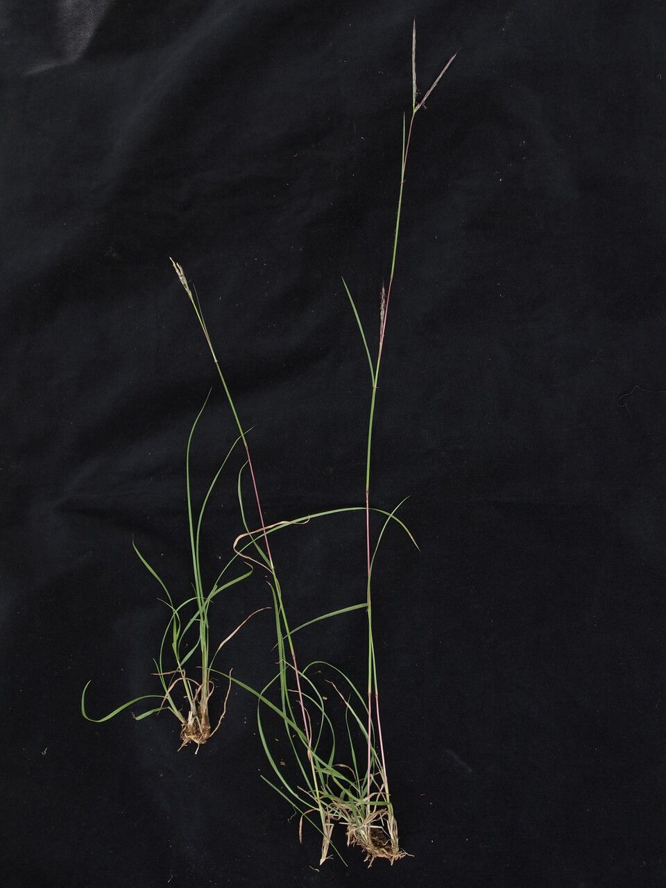 Andropogon munroi habit