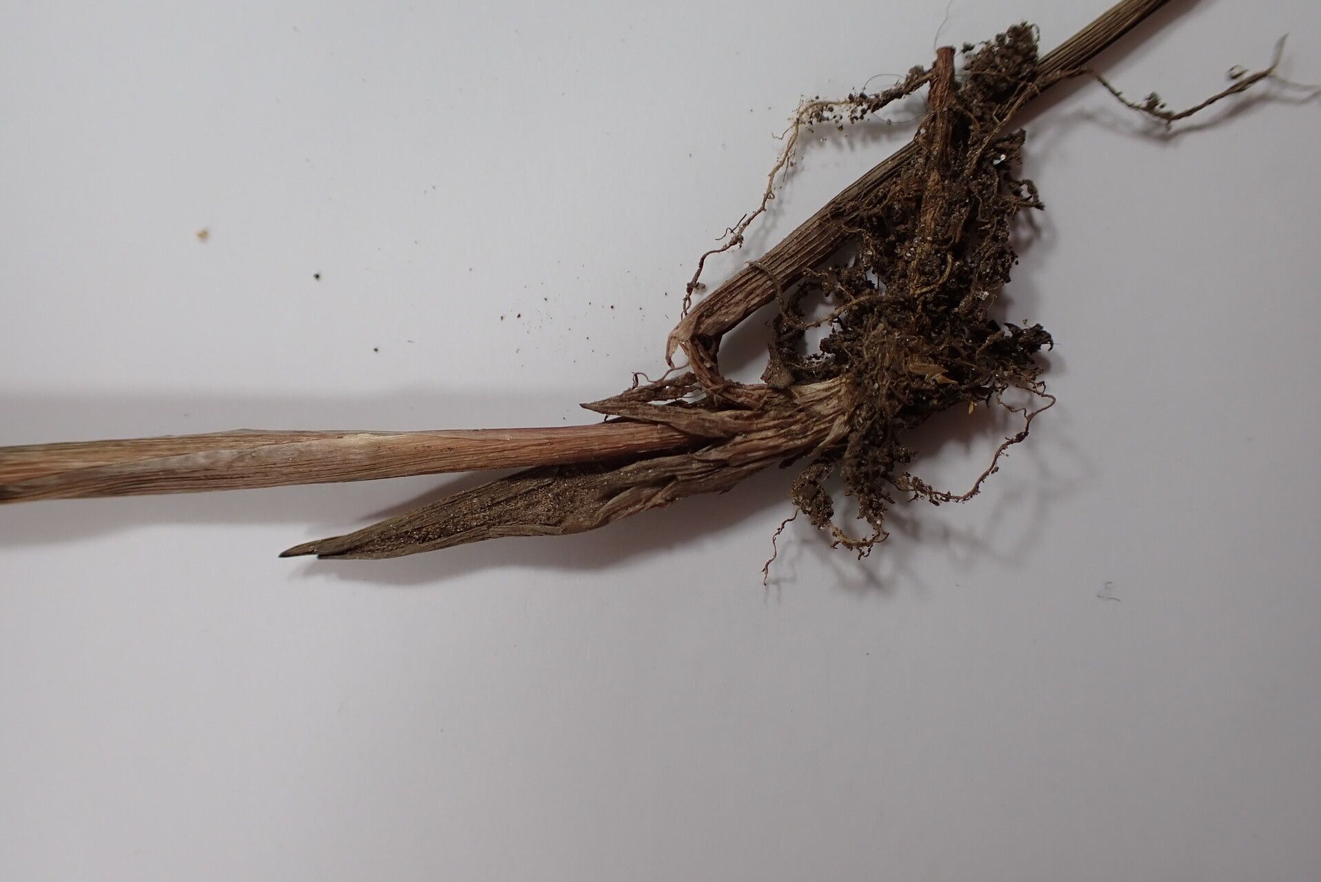 Juncus grisebachii bark