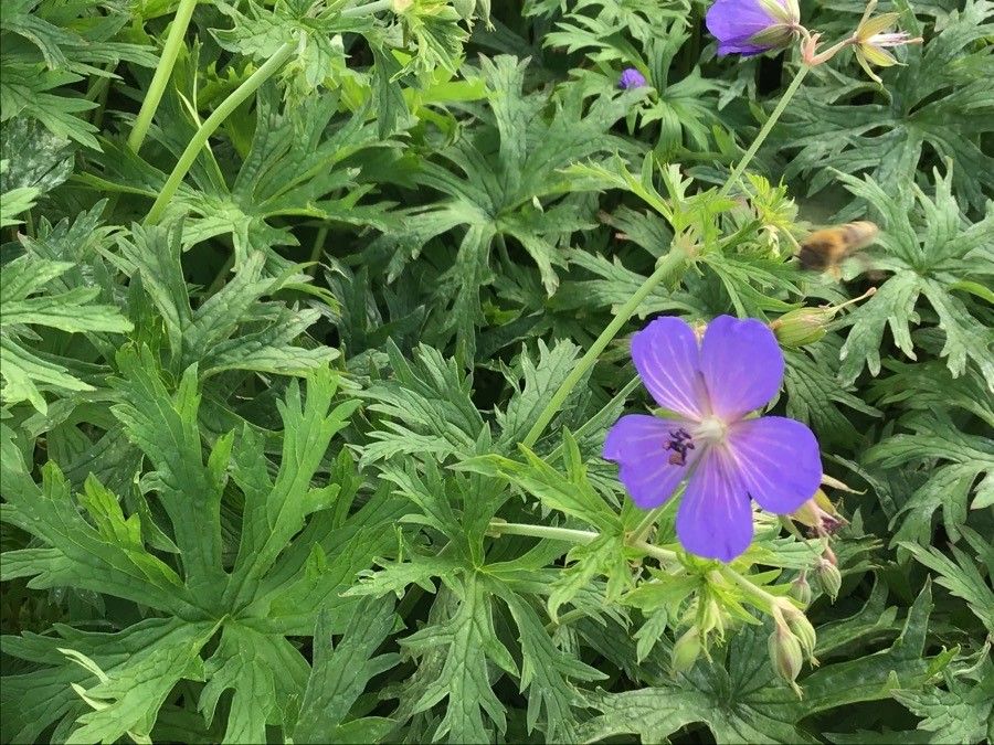 Geranium wlassovianum flower