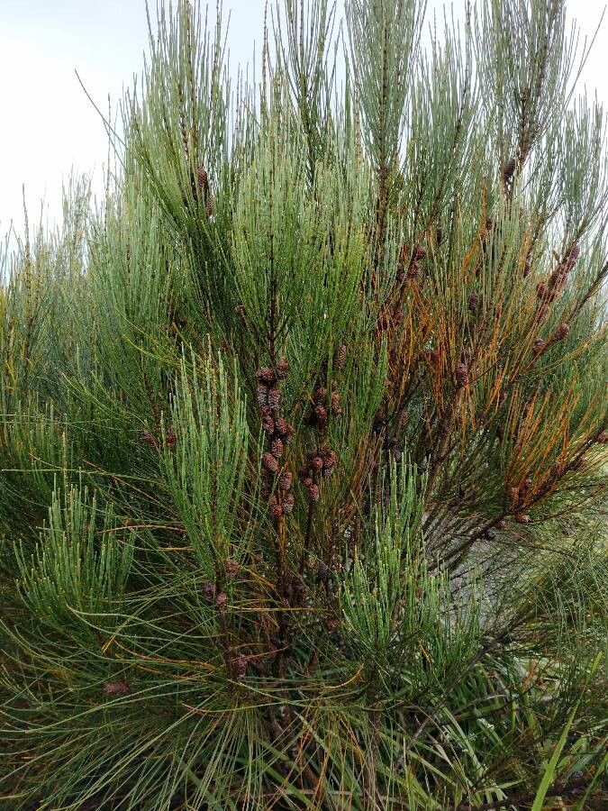 Allocasuarina distyla habit