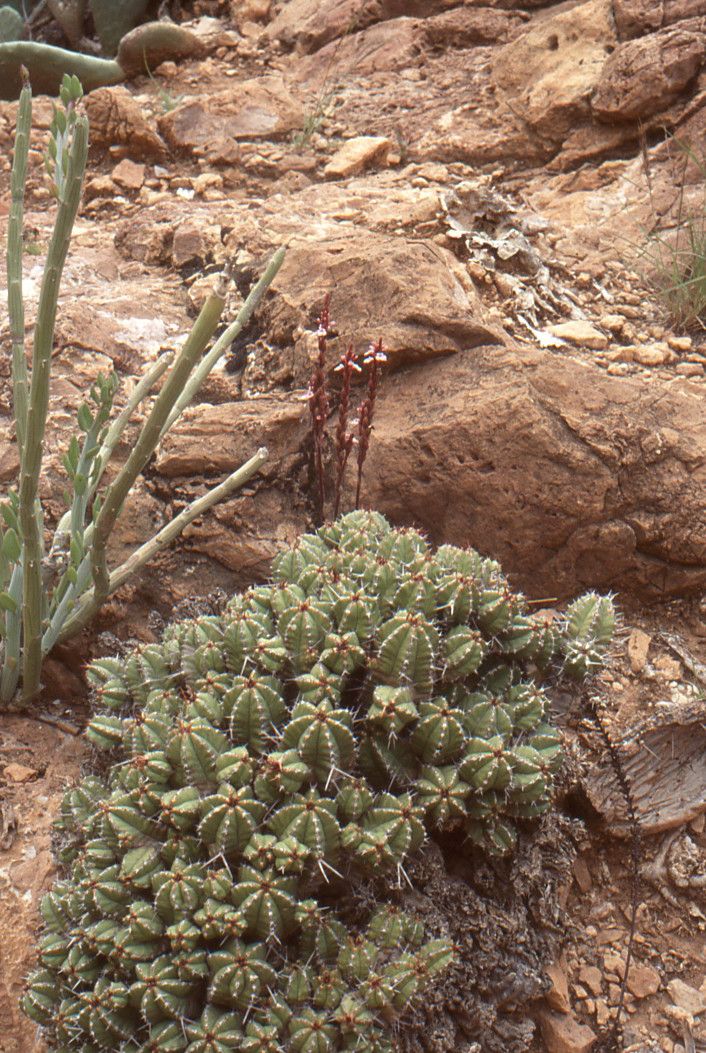 Striga gesnerioides habit