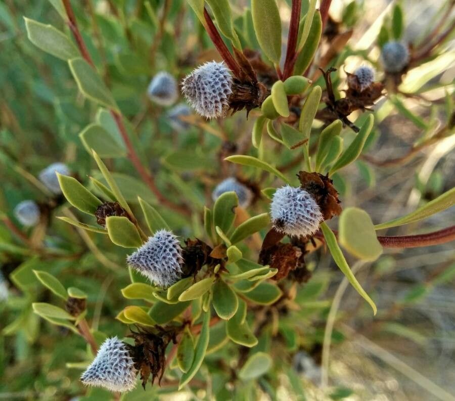 Globularia alypum fruit