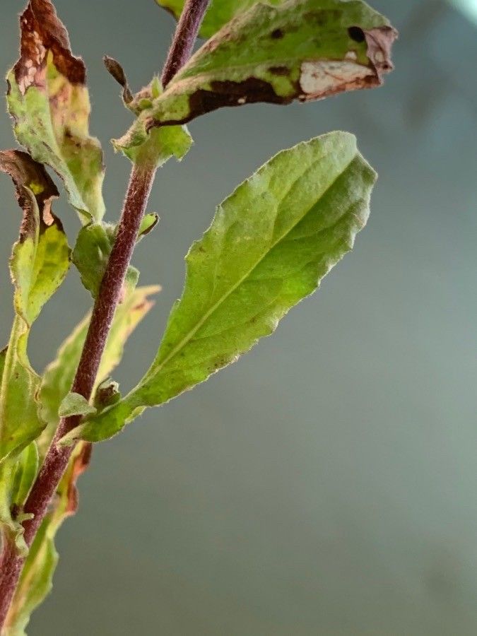 Pulicaria vulgaris — search result for 'Northern Africa'