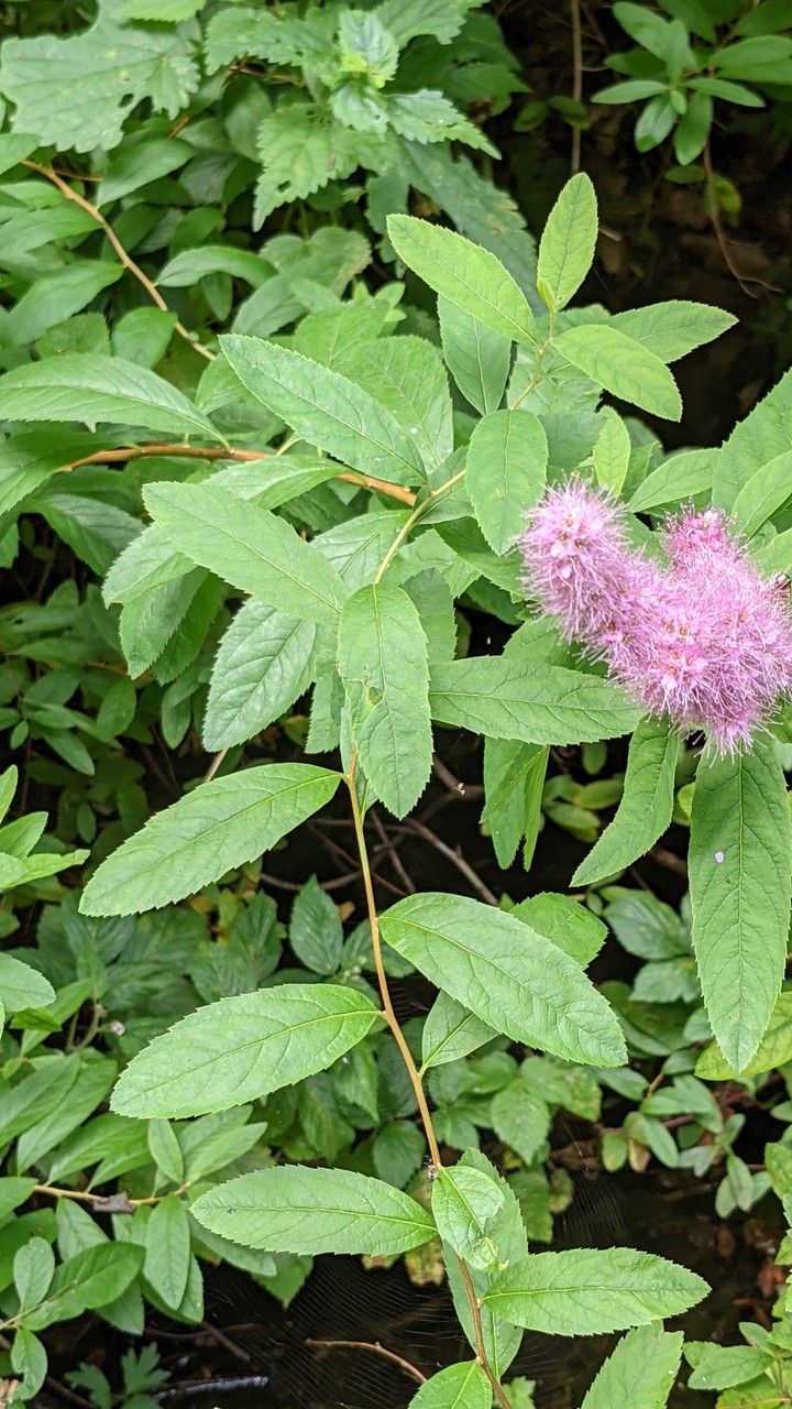 Spiraea salicifolia