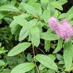 Spiraea salicifolia