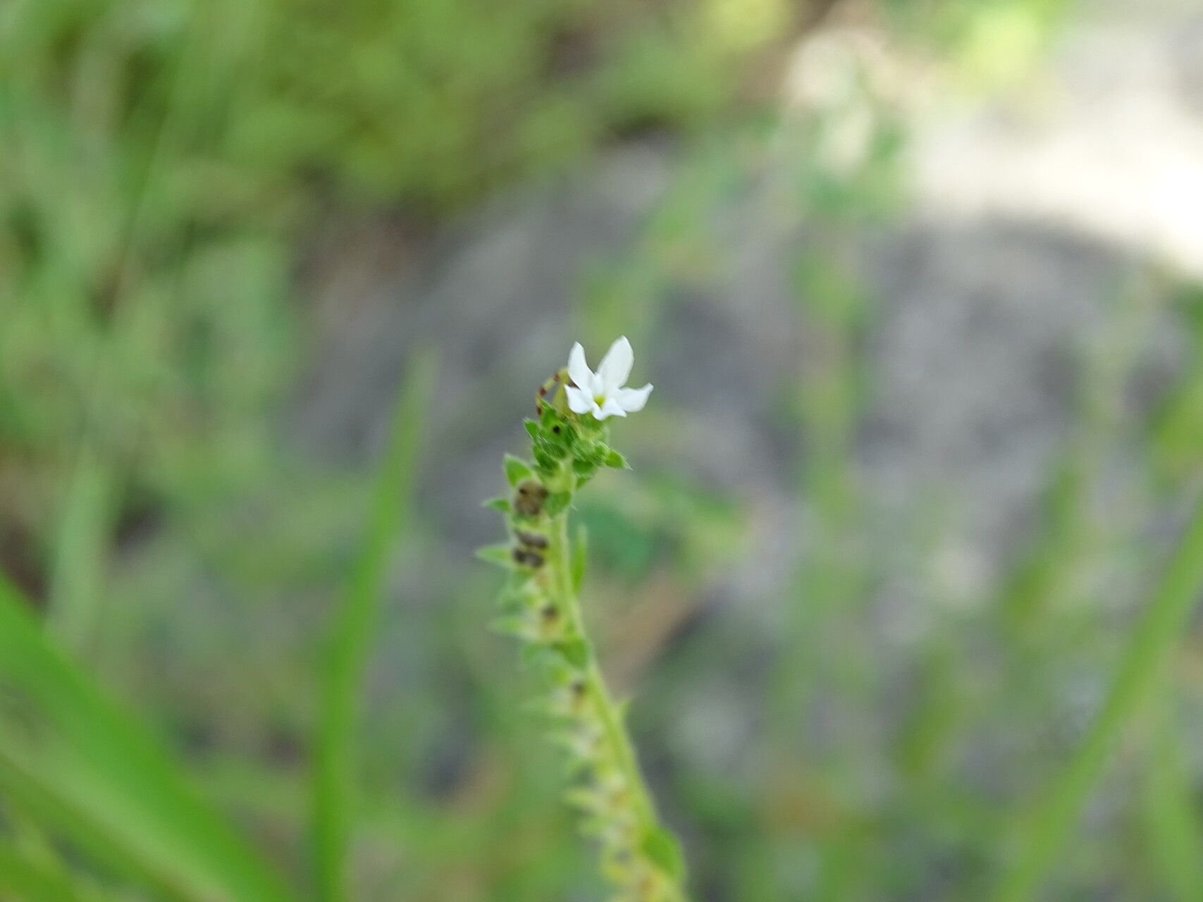 Euploca filiformis flower