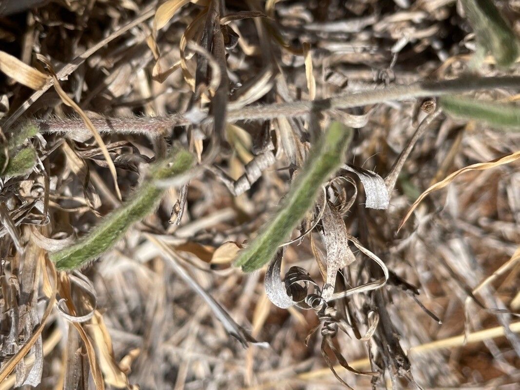 Ipomoea mombassana bark