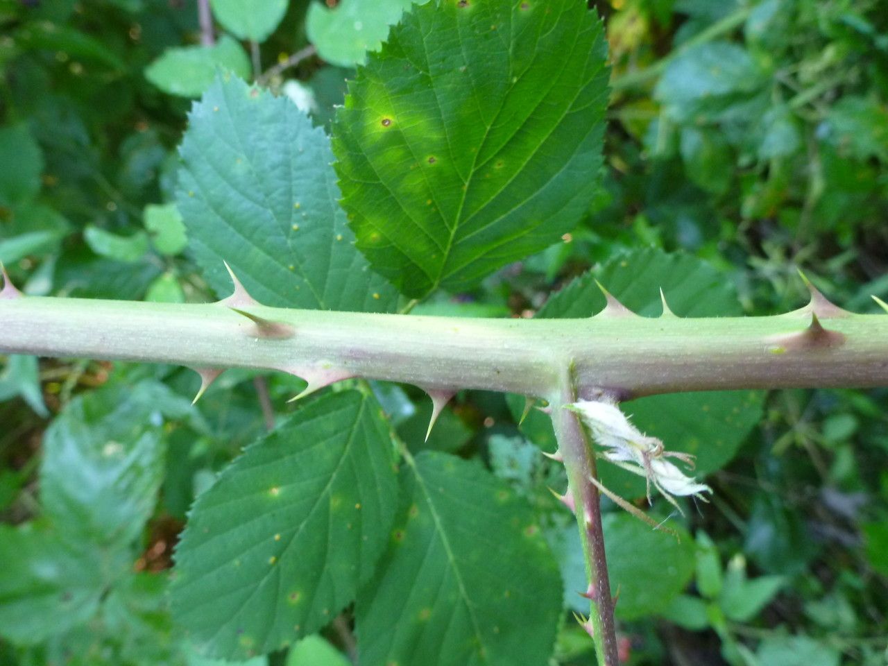 Rubus godronii bark