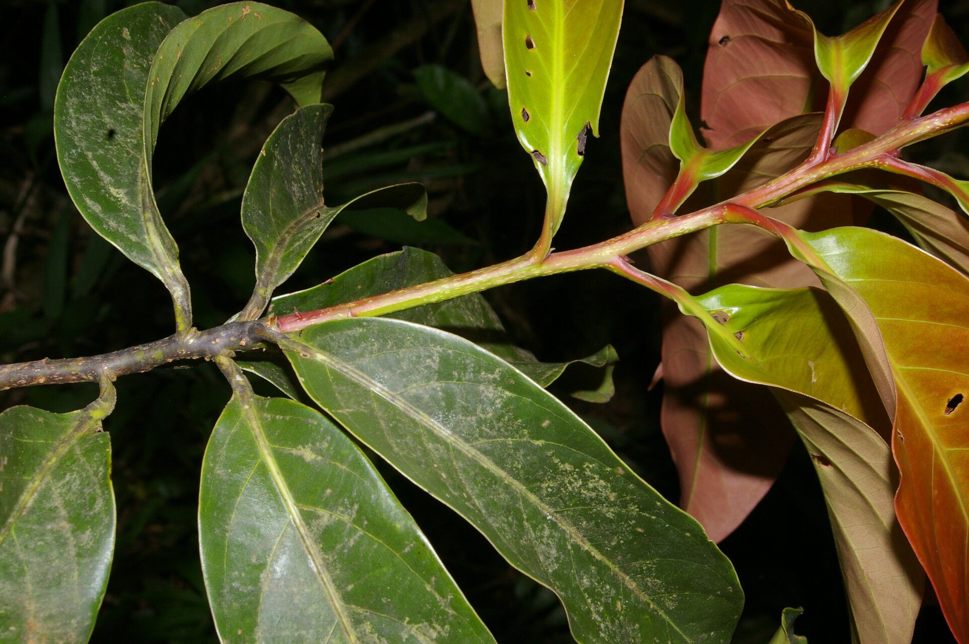 Licaria nitida — houseplant care guide