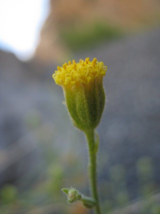 Perityle villosa — related species from the same genus