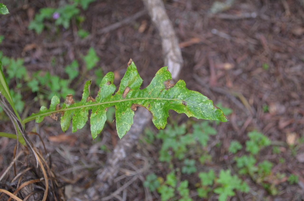 Sonchus gandogeri leaf
