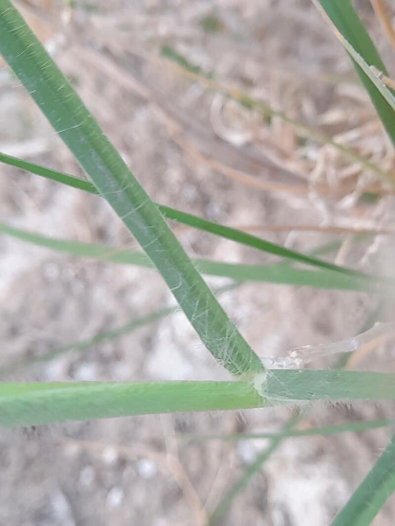 Pennisetum flaccidum leaf