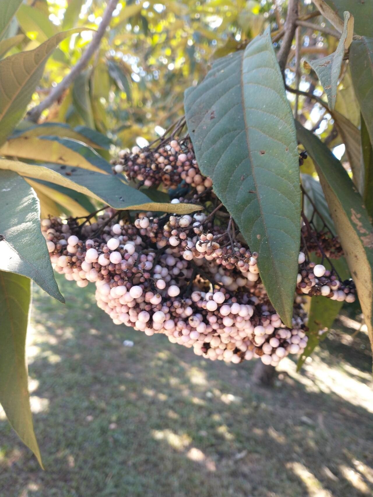 Callicarpa pedunculata fruit